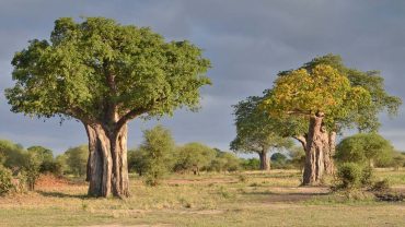 The Baobabs of Tarangire