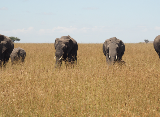 Two (2) Days Group Camping Safari to Tarangire & Lake Manyara