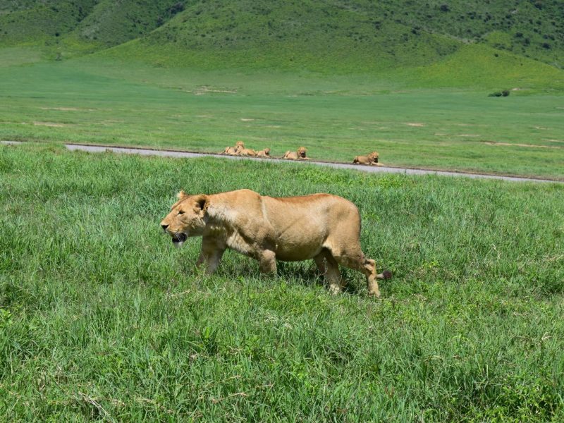 Two (2) Days Group Camping Safari to Tarangire & Ngorongoro Crater