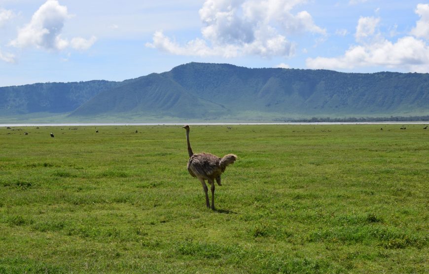 Two (2) Days Private Safari to Tarangire National Park & Ngorongoro Crater