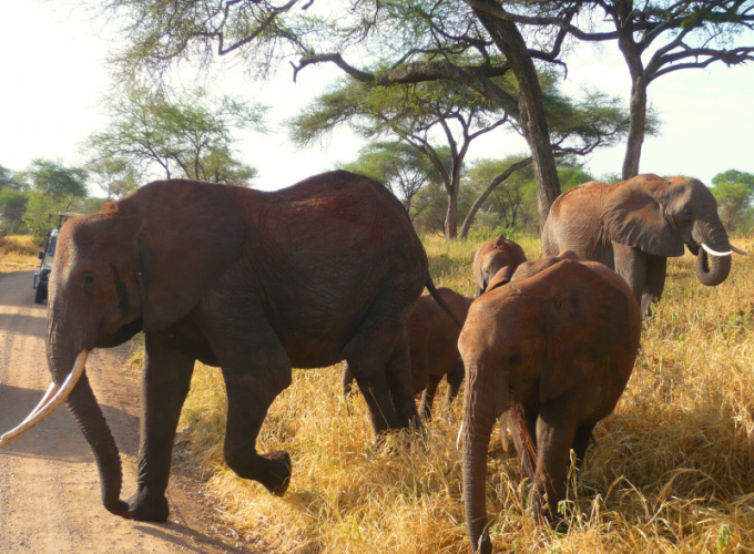 Day Trip, Group Safari to Tarangire National Park