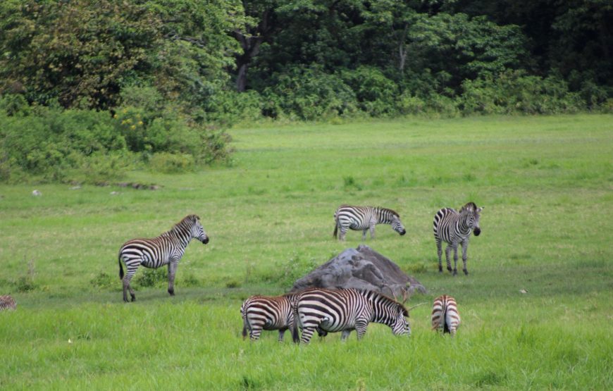 Two Days “Close-Up” Safari. A Private Walking Safari at Arusha National Park & Group Safari to Ngorongoro Crater.