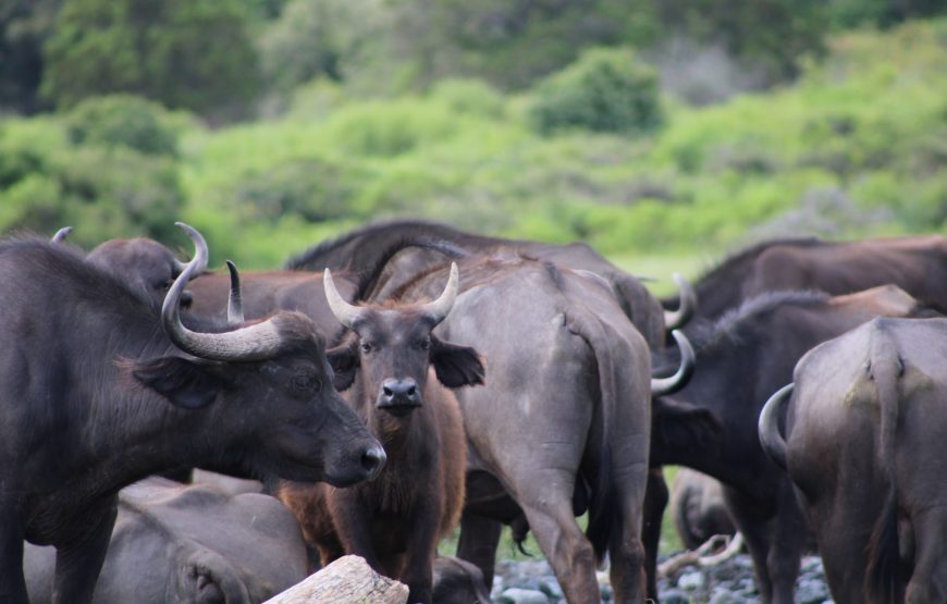 Private Safari To Arusha National Park