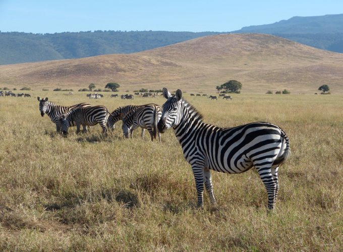 Two (2) Days Private Safari to Lake Manyara National Park & Ngorongoro Crater