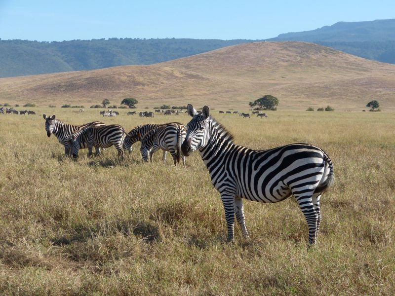 Two (2) Days Private Safari to Lake Manyara National Park & Ngorongoro Crater
