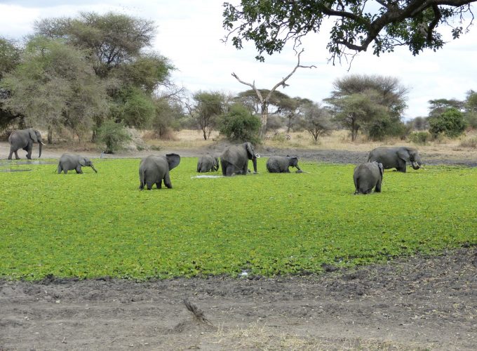 Two (2) Days Private Safari to Tarangire National Park & Ngorongoro Crater