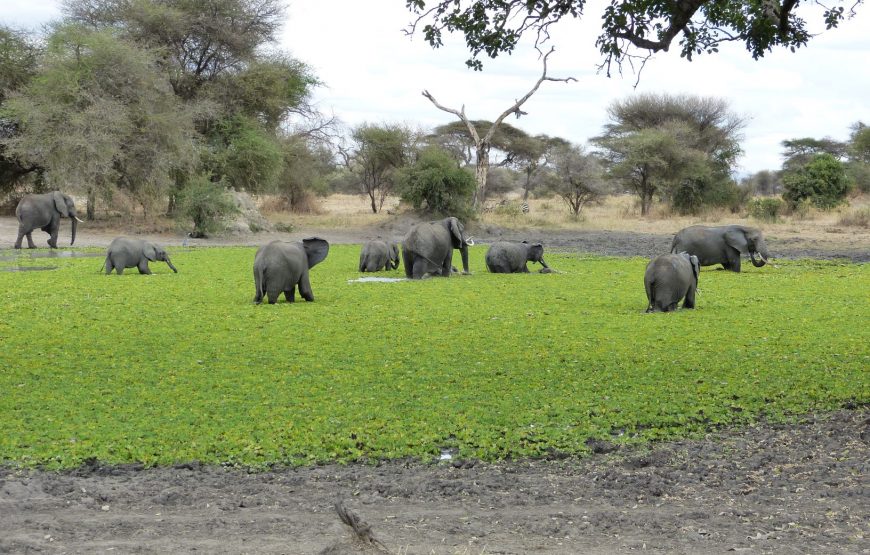 Two (2) Days Private Safari to Tarangire National Park & Ngorongoro Crater