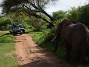 Two (2) Days Private Safari To Tarangire & Lake Manyara National Park