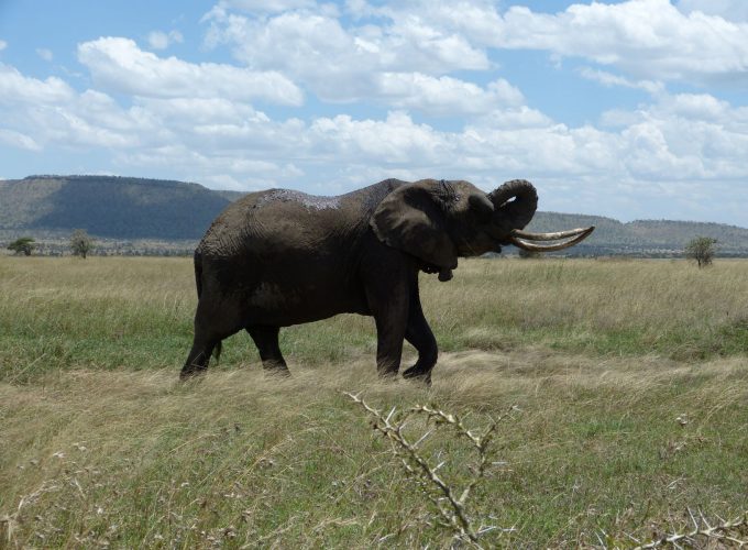 Four (4) Days Private Safari to Tarangire, Serengeti & Ngorongoro Crater. Camping Safari