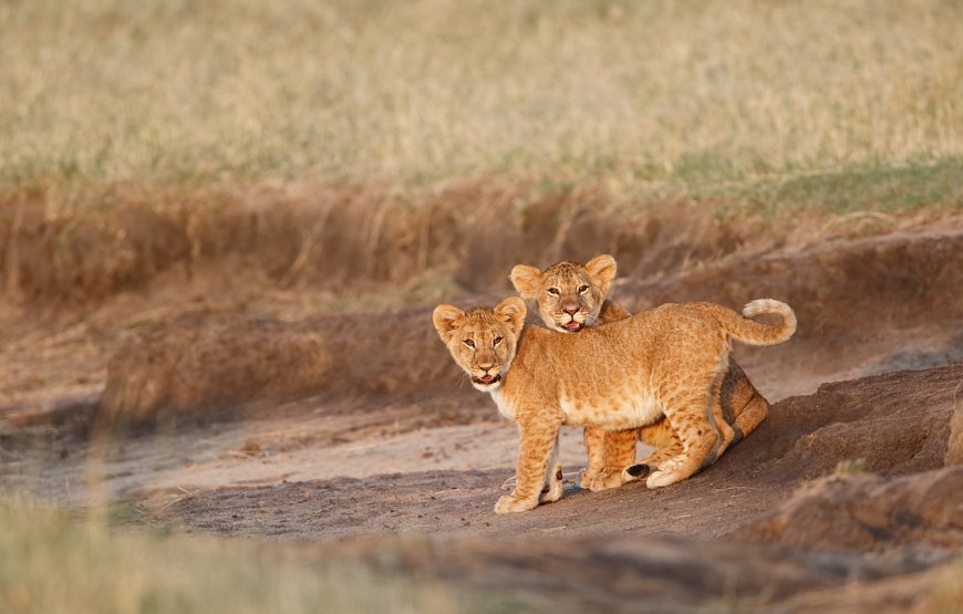 Three (3) Days, Private Safari to Serengeti National Park & Ngorongoro Crater