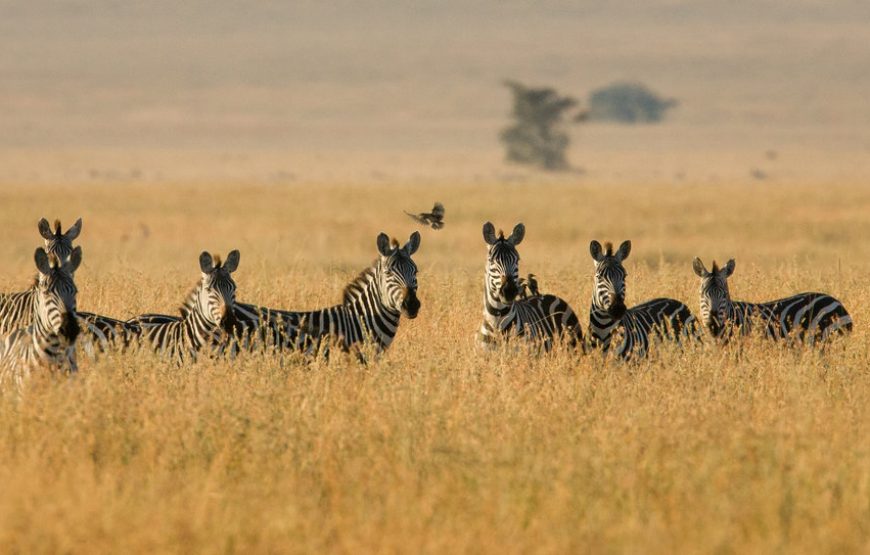 Seven (7) Days, All Inclusive Private Safari to Tarangire, Serengeti, Ngorongoro Crater & Lake Manyara. Glamping Safari.