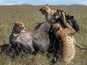 Four Days Group Camping Safari to Masai Mara & Lake Nakuru National Parks