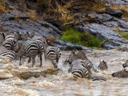 Four Days. Group Camping Safari to Serengeti for 2 Nights & Ngorongoro Crater. Migration Safari