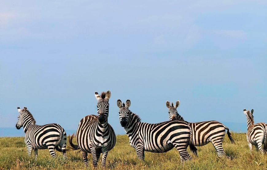 Five Days. Private Safari to Tarangire, 2 nights in Serengeti & Ngorongoro Crater. Migration Safari