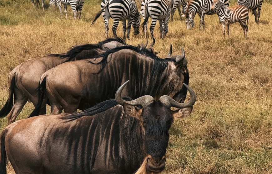 Five Days. Private Safari to Tarangire, 2 nights in Serengeti & Ngorongoro Crater. Migration Safari